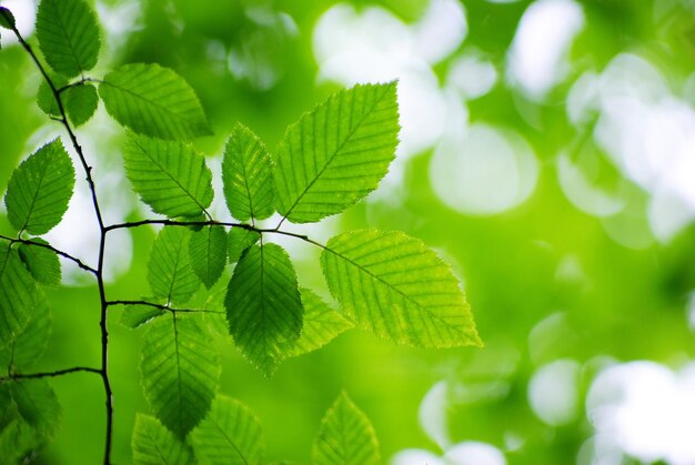 Photo green leaves