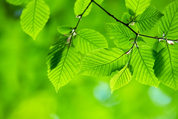 Photo green leaves