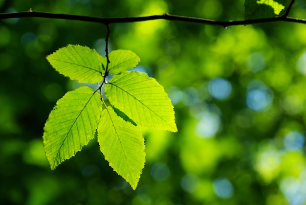 Green leaves