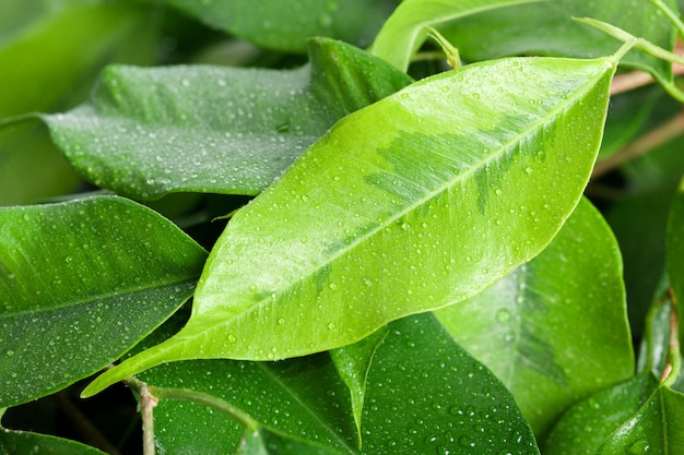 green leaves