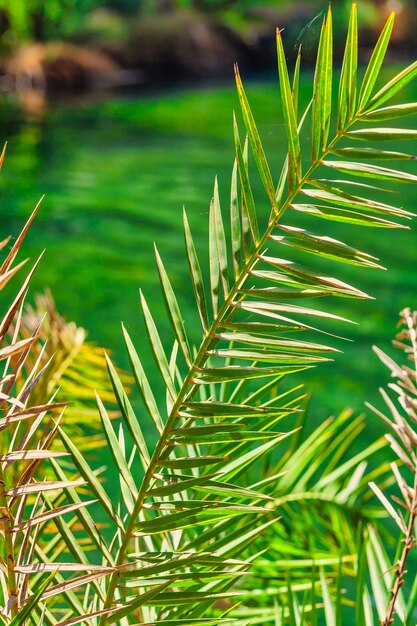 Green leavespalm trees against the background of nature