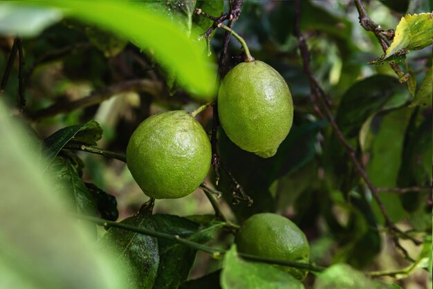 Frutti di limone verde in fogliame