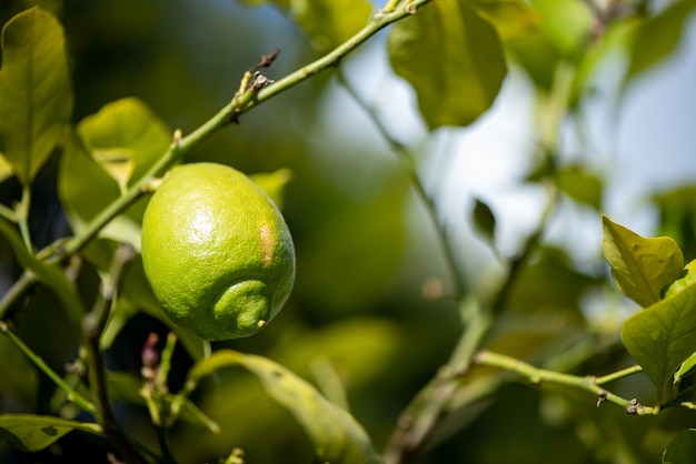 Photo green lemon and leaves in a tree