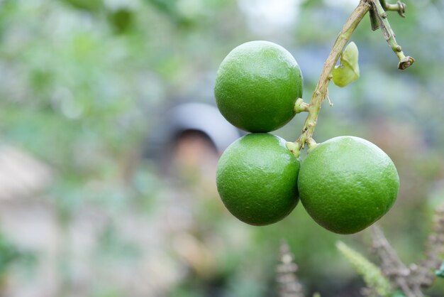 Photo green lemon tree garden in the morning