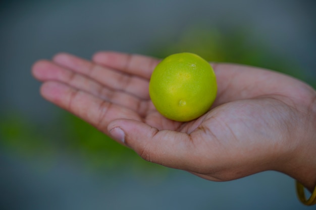 Green Lemons tree in the garden with daylight.