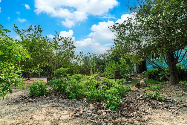 Green lemons tree growth on the cement pond in a garden citrus fruit with of a rural houses style summer vegetable garden a bright afternoon blue sky thailand