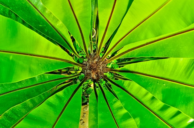 green lesf bird nest fern