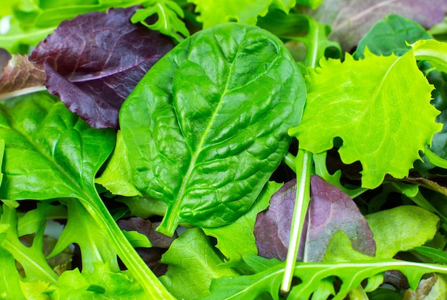 Green lettuce, Arugula and spinach leaves close up. Fresh salad texture background. Vegetarian, healthy food. Vegetable and vitamins products. Macro photo.