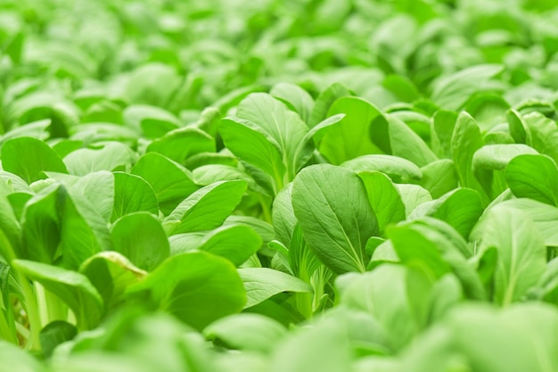 Зеленый салат кантонские овощи для приготовления на ферме
