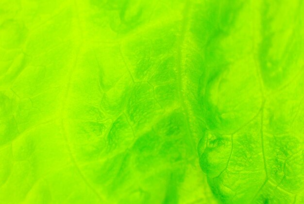 Green lettuce close up. Fresh salad texture background. Vegetarian food. Vegetable and vitamins products. Macro photo.