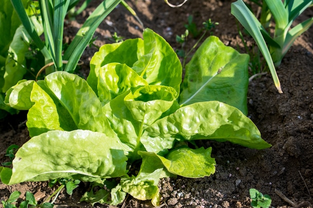 野菜園で生育する緑のレタス作物