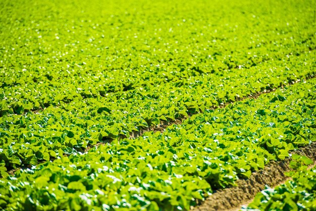 Green lettuce field