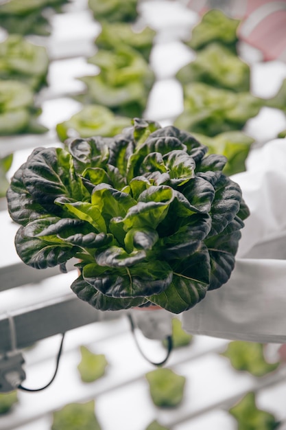 Green lettuce growing in greenhouse