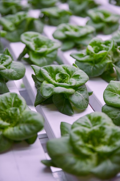 Green lettuce growing in hothouse