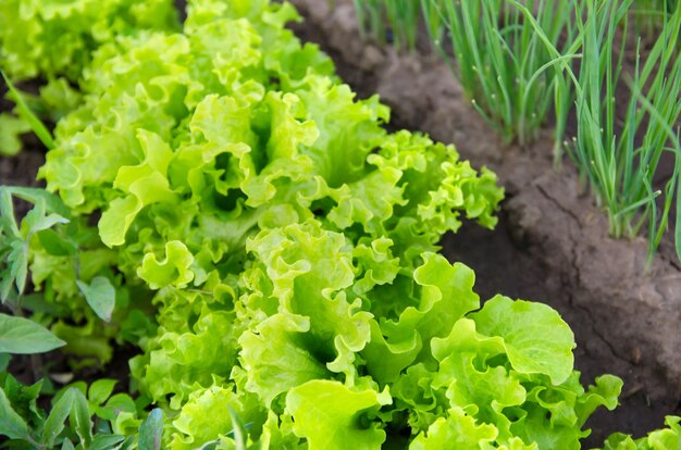Green lettuce grows in the garden Harvest