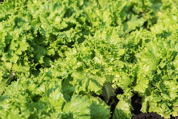 Green lettuce grows in the vegetable garden in summer