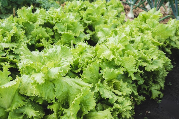 Green lettuce grows in the vegetable garden in summer