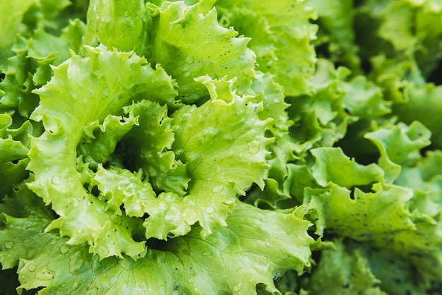 Green lettuce grows in the vegetable garden in summer