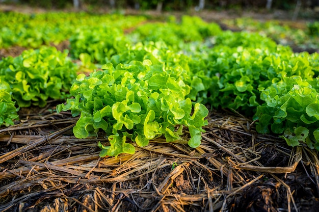Фото Зеленый салат на органической ферме