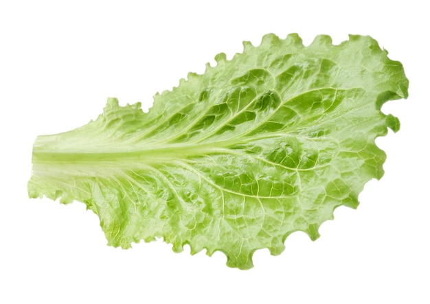 Green lettuce isolated on white