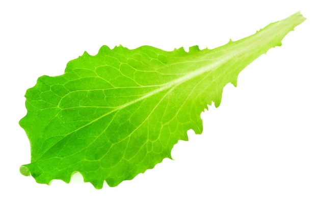 Green lettuce leaf on white background