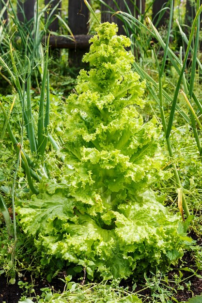 Green lettuce leaves in the beds in the vegetable garden gardening