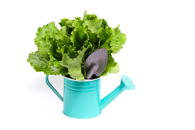 Green lettuce leaves in decorative watering can on white background
