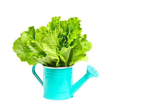 Green lettuce leaves in decorative watering can on white background