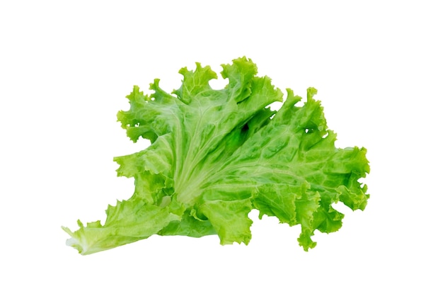 green lettuce leaves isolated on white backgroundSalad ingredient