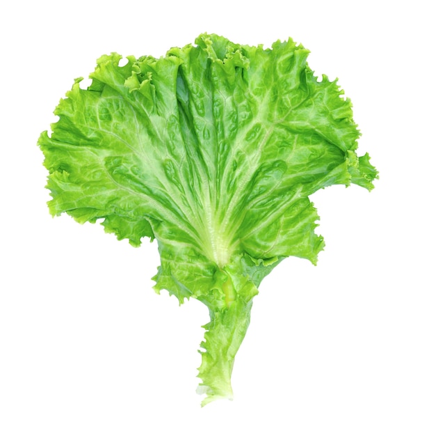 green lettuce leaves isolated on white backgroundSalad ingredient