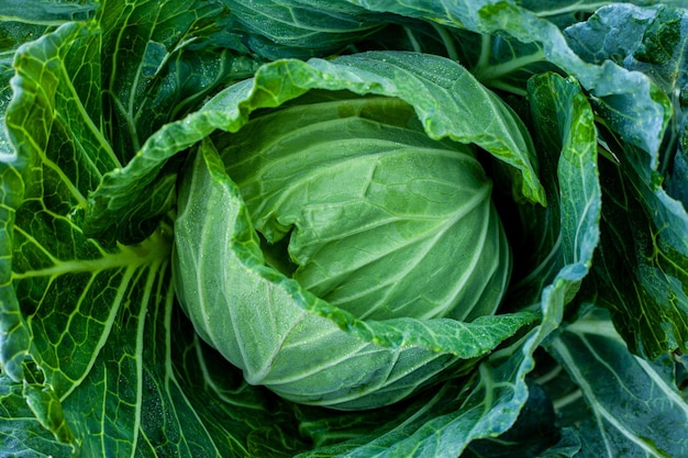 Photo green lettuce leaves nature background.