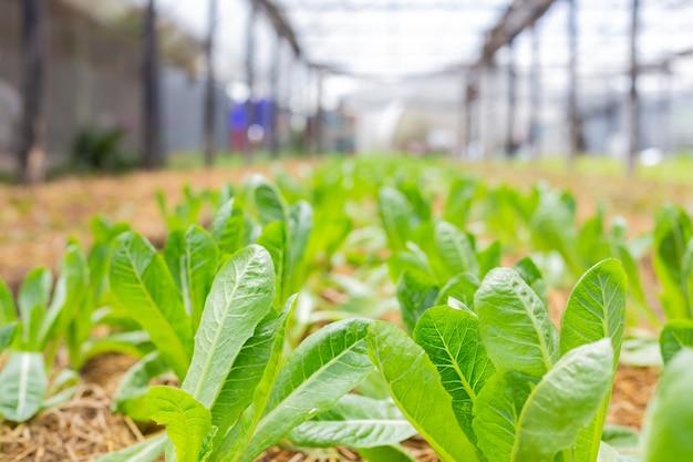 写真 有機庭の緑のレタス植物。