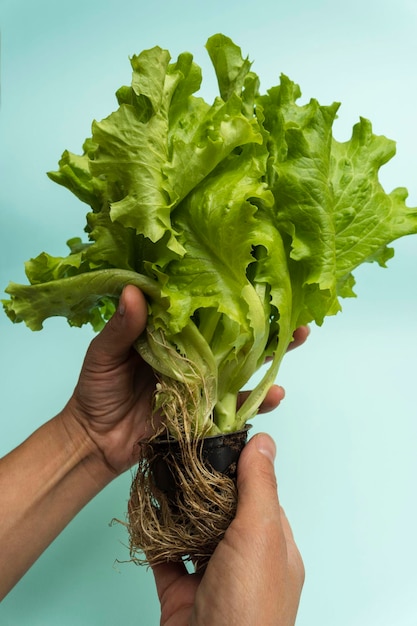 Green lettuce plant with roots in hands on a turquoise background  the concept of healthy eating