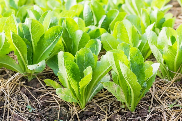 緑のレタスの植物