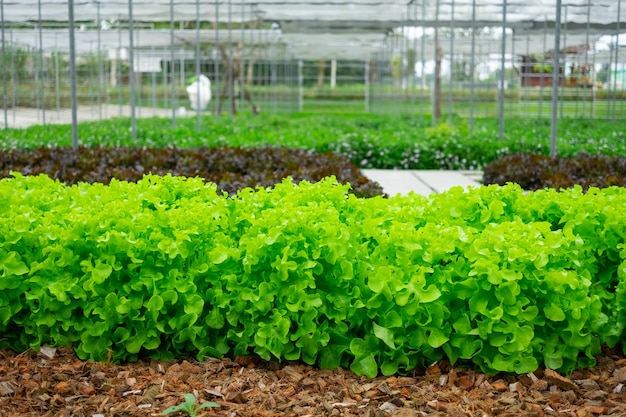 Green lettuce plant