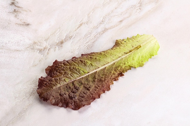 Green lettuce salad leaf isolated