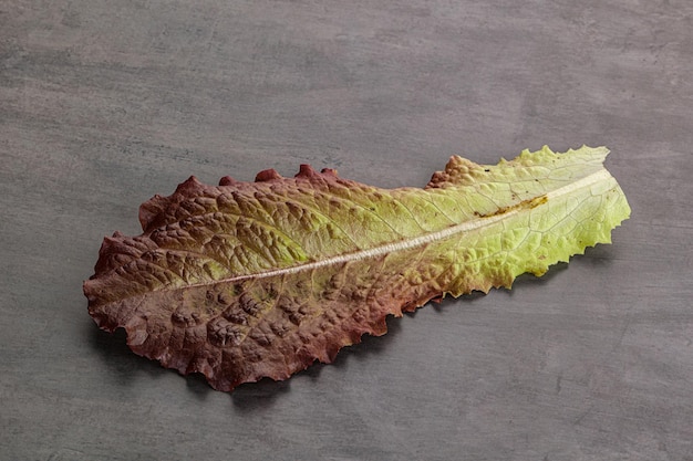 Green lettuce salad leaf isolated