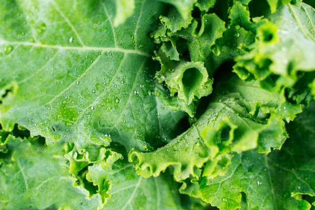 Green lettuce salad leaves with water drops