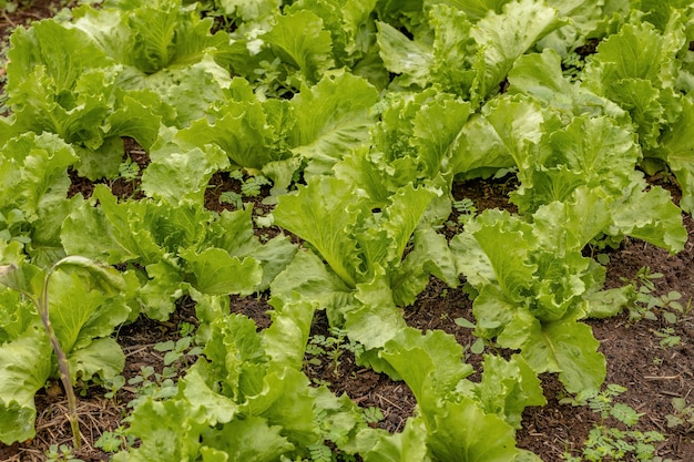 Green lettuce seedlings grown in soil