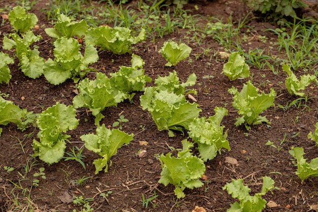 Green lettuce seedlings grown in soil