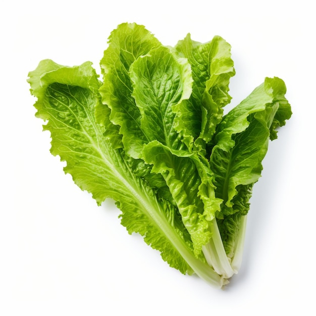 Photo a green lettuce that is on a white background