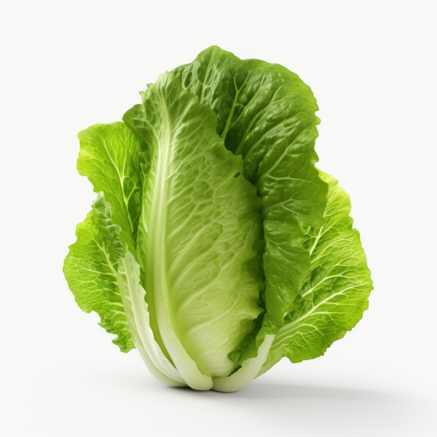 a green lettuce on white background generative AI