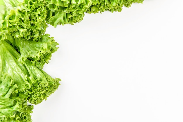 Green lettuce on a white background