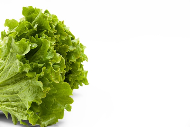 Green lettuce with beautiful juicy leaves on white background Texture Background