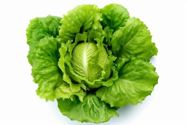 A green lettuce with the word lettuce on it