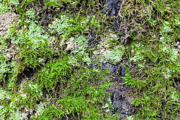 Green lichen and moss on old trunk of birch tree