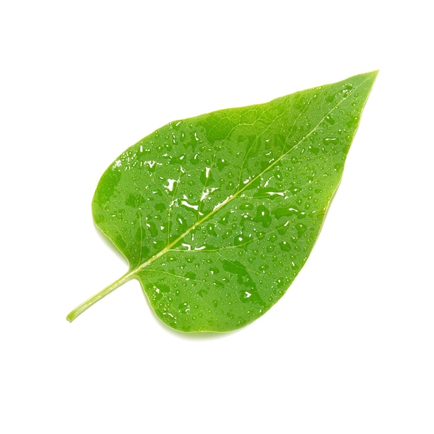 Green lilac leaf isolated.