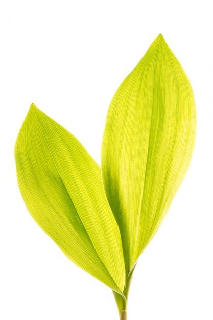 Green lily leafs isolated on white