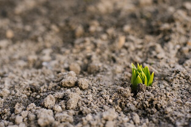 Green lily sprouts come out of the ground in spring in the garden