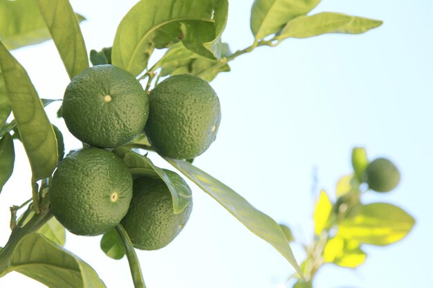 green lime closeup on a tree branch with green leaves